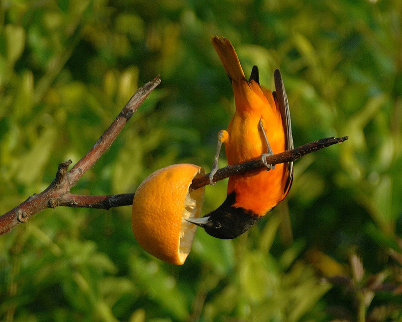 Baltimore Oriole