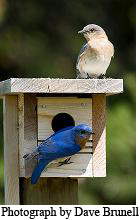 Bluebirds at house