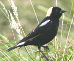 Bobolink