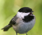 Chickadee