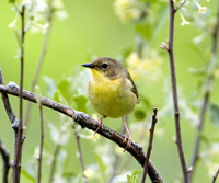 Common Yellowthroat