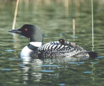 Loon