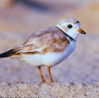 Piping Plover