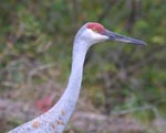 Sandhill Crane