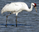 Whooping Crane