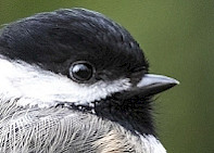 Black-capped Chickadee