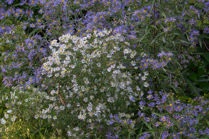 Various asters in bloom
