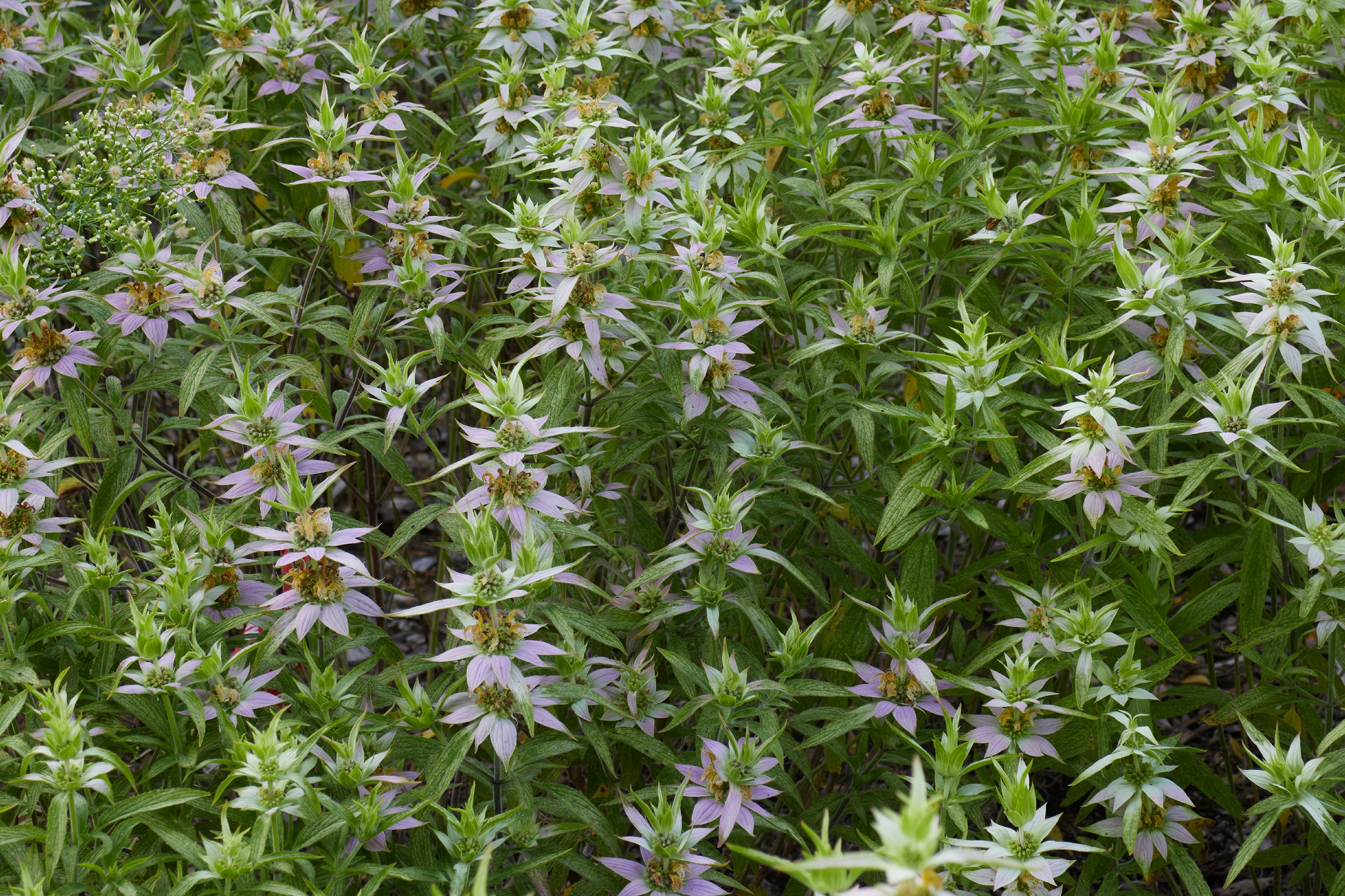 Horse Mint