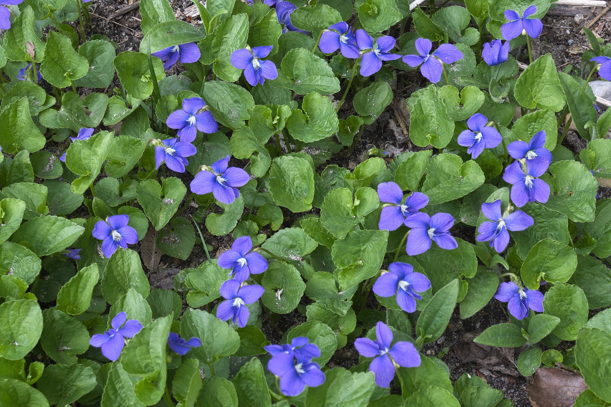 Common Blue Violet