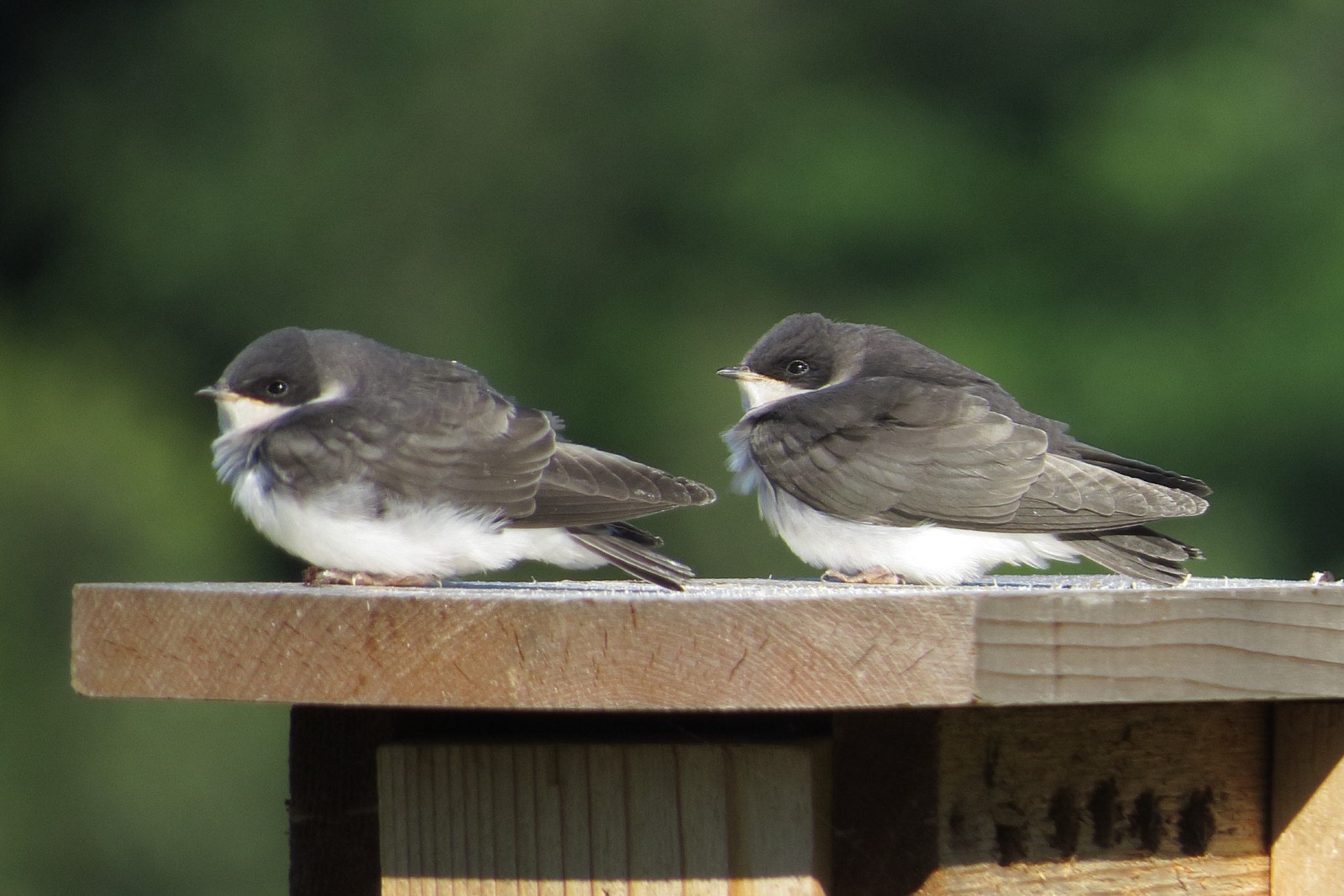 Baby Swallows