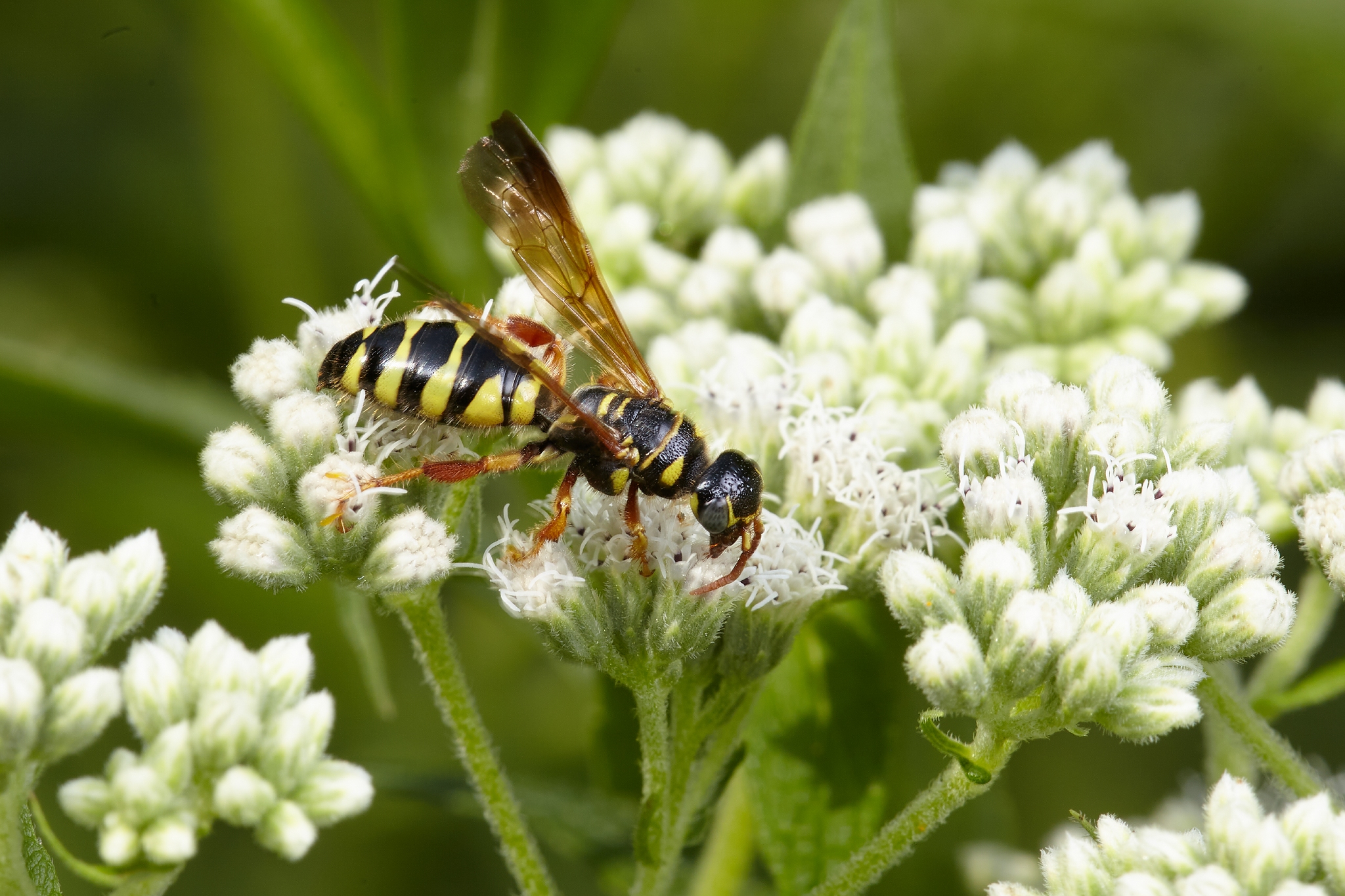 Boneset 2