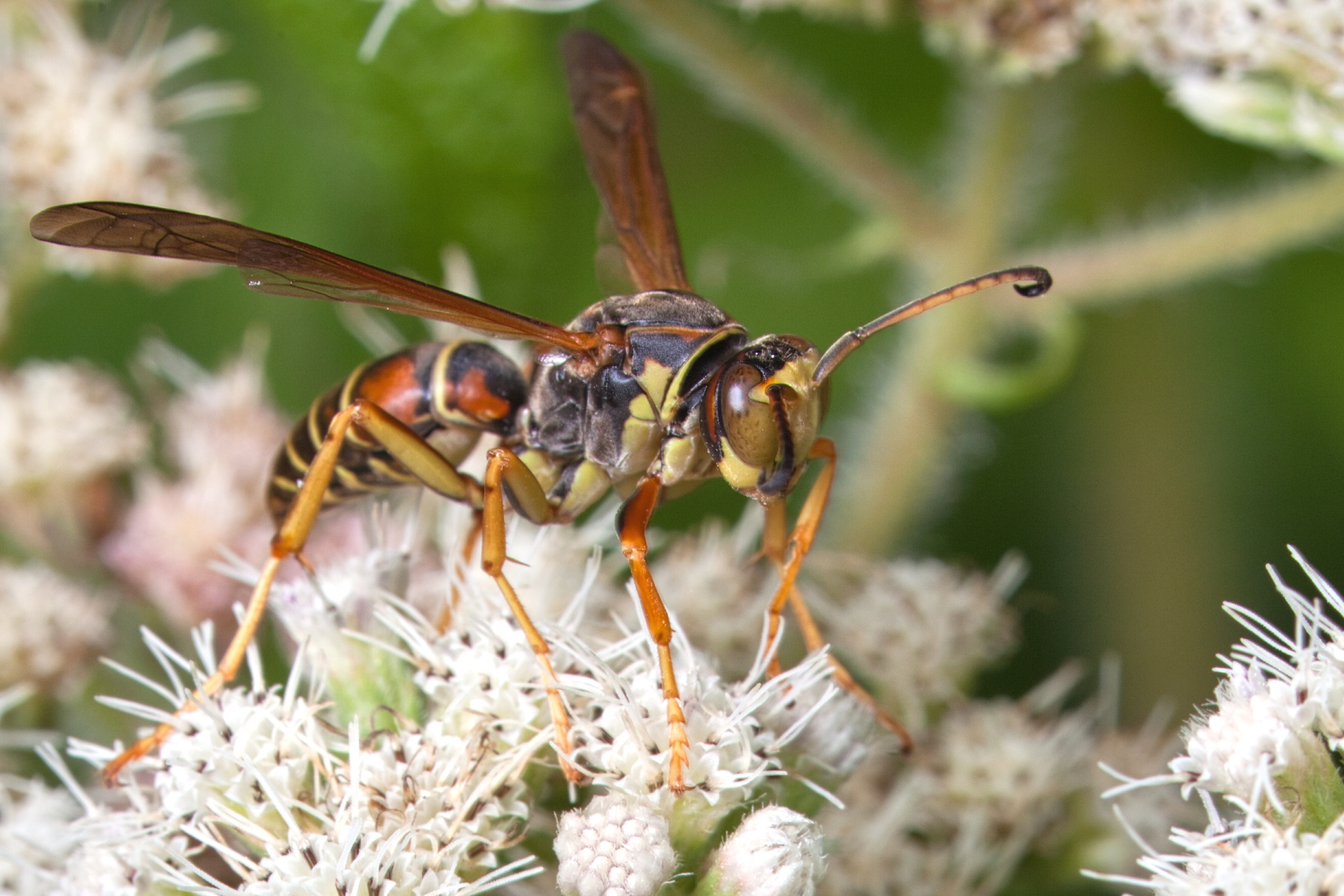 Boneset 3