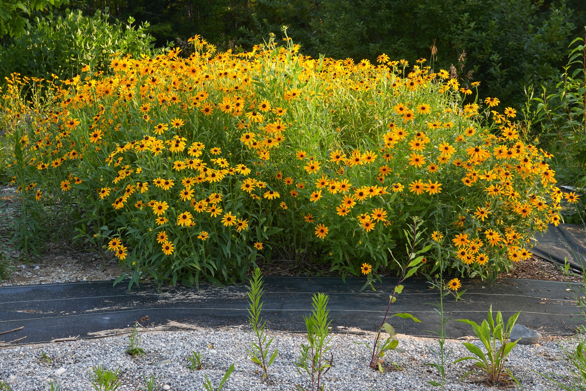 Black-eyed Susan 2