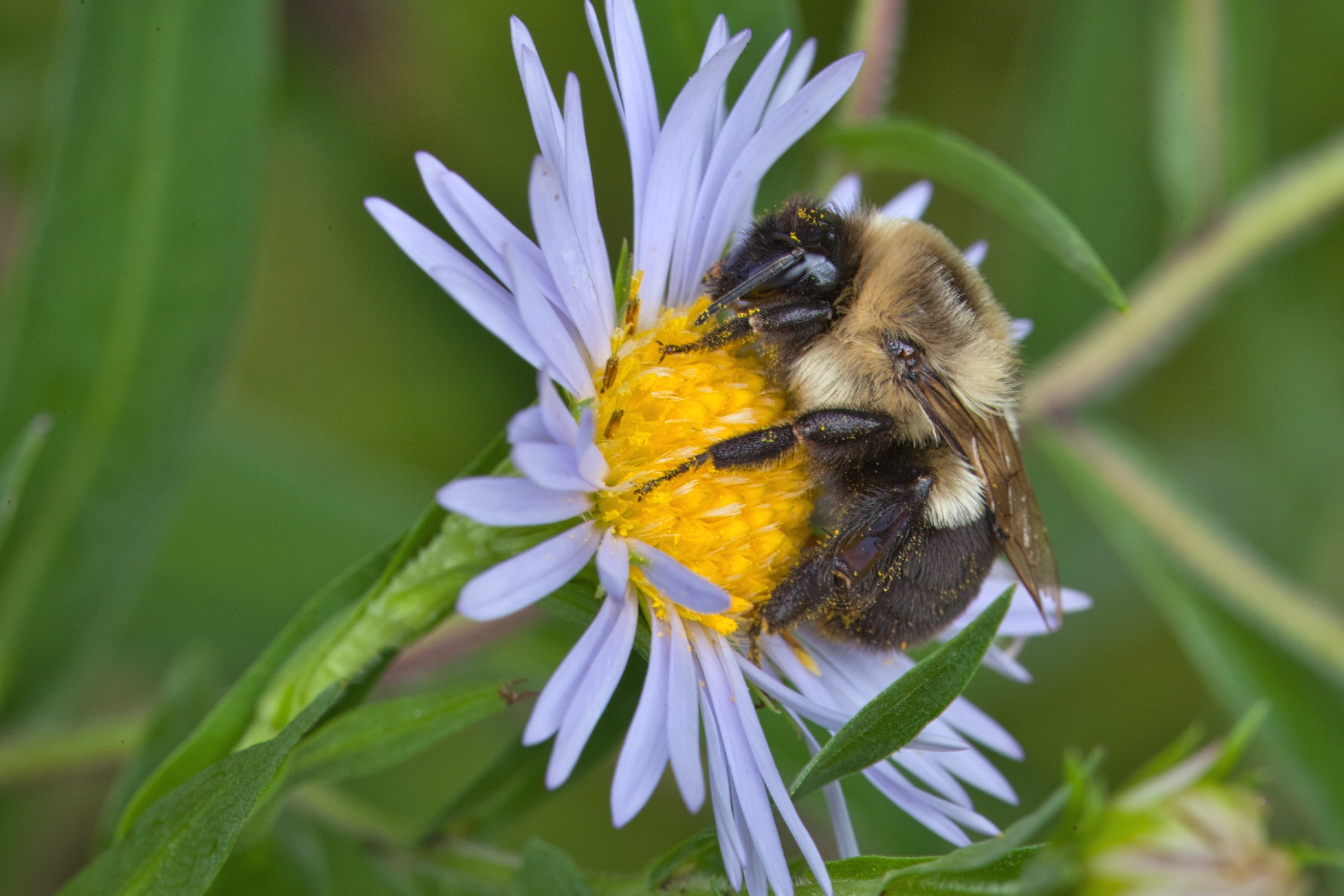 Bumble Bee