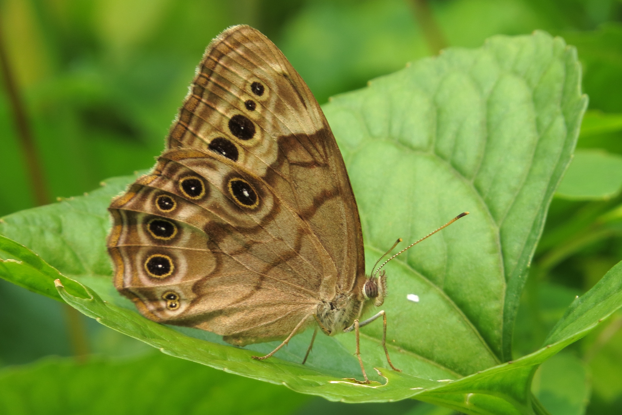 Northern Pearly-eye
