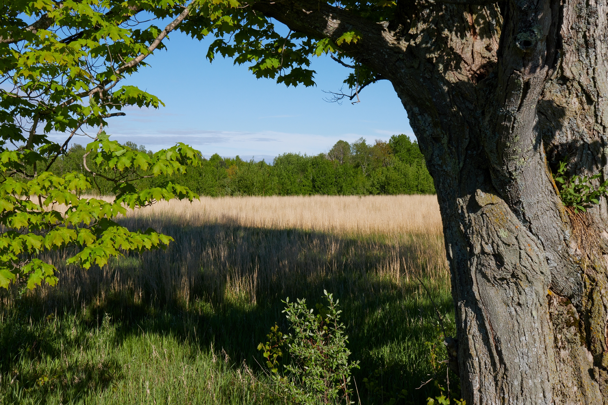 Maple Tree