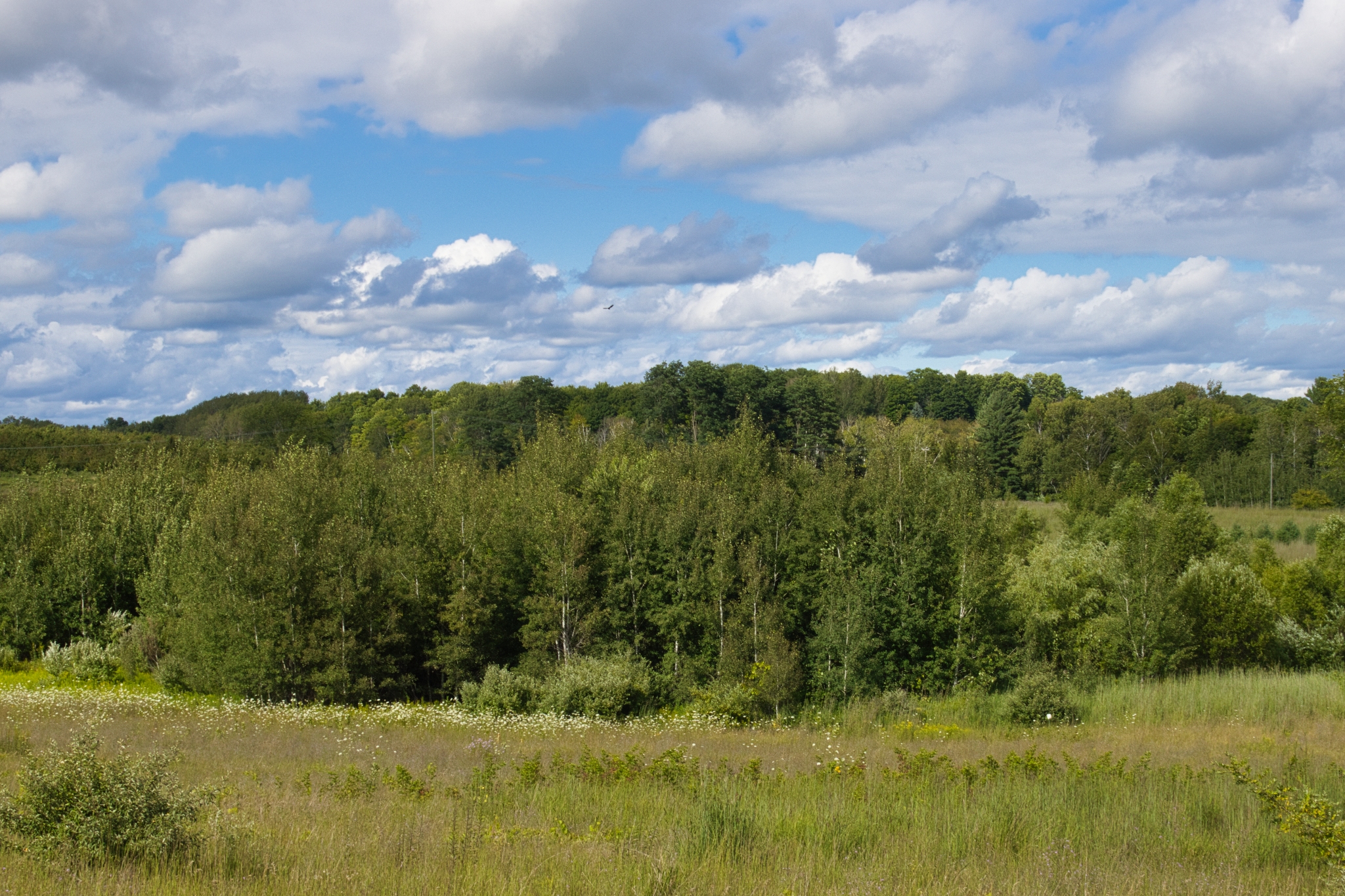 Discovery Center Summer View