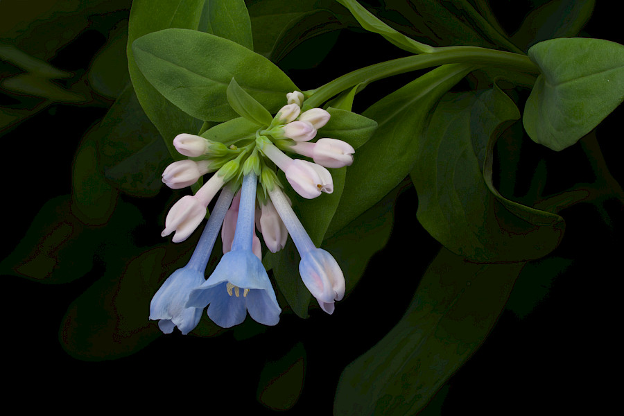 Virginia Bluebells