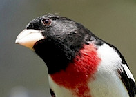 Rose-breasted Grosbeak