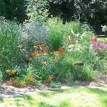 Schroeck’s Urban Lawn Conversion