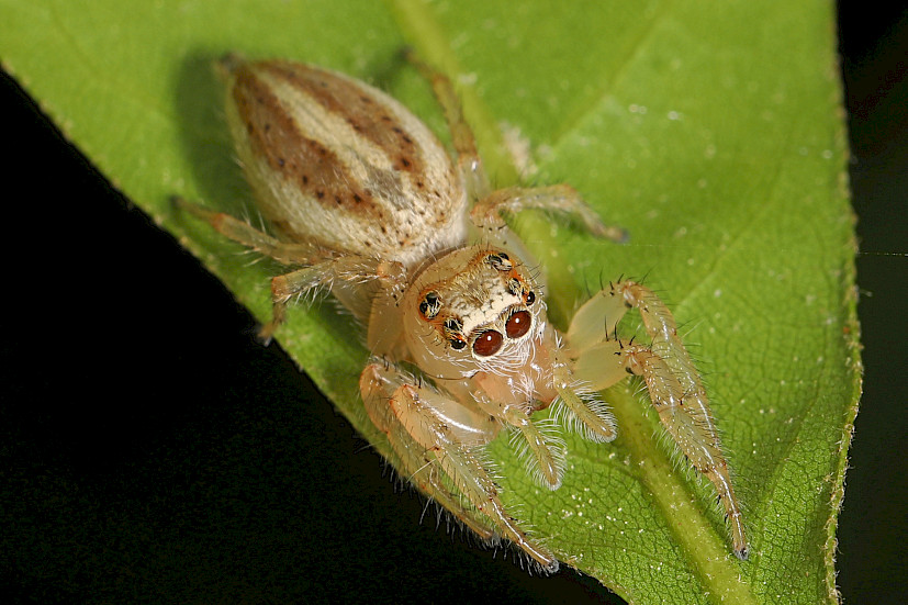 Jumping spider