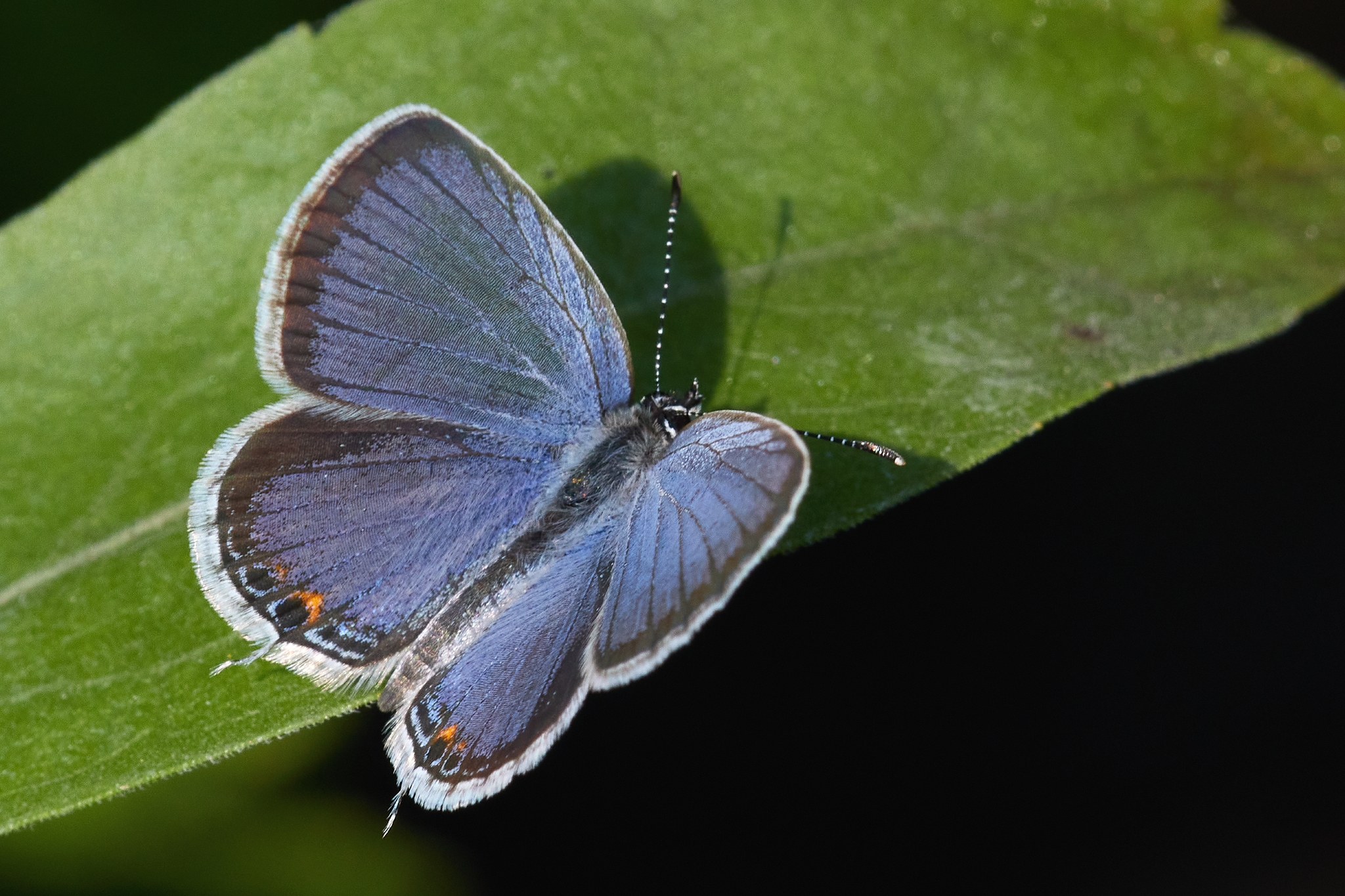 Eastern Tailed Blue 1