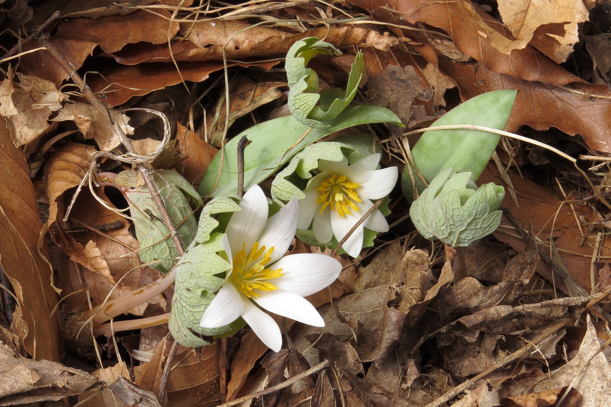 Bloodroot