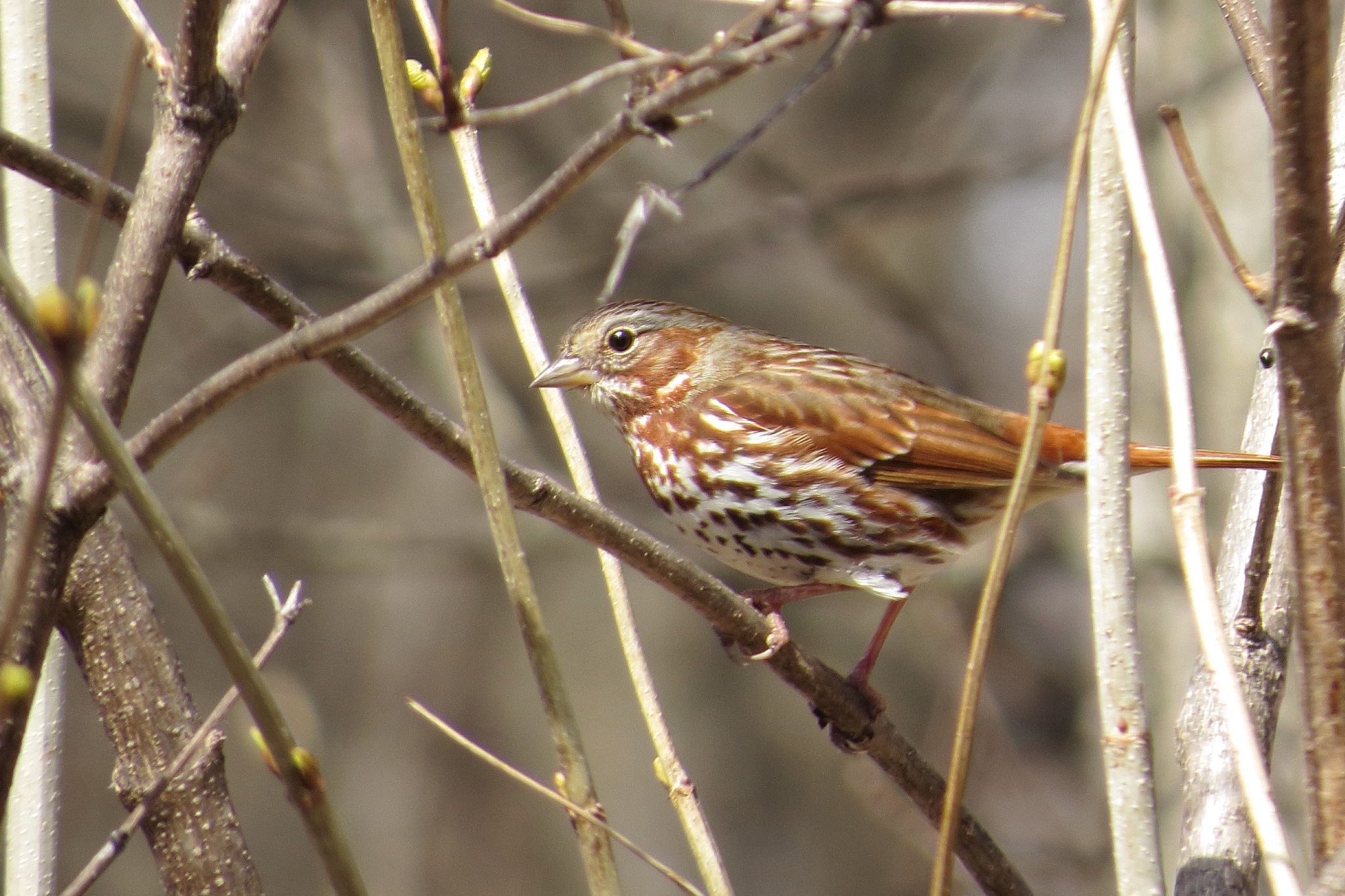 Fox Sparrow