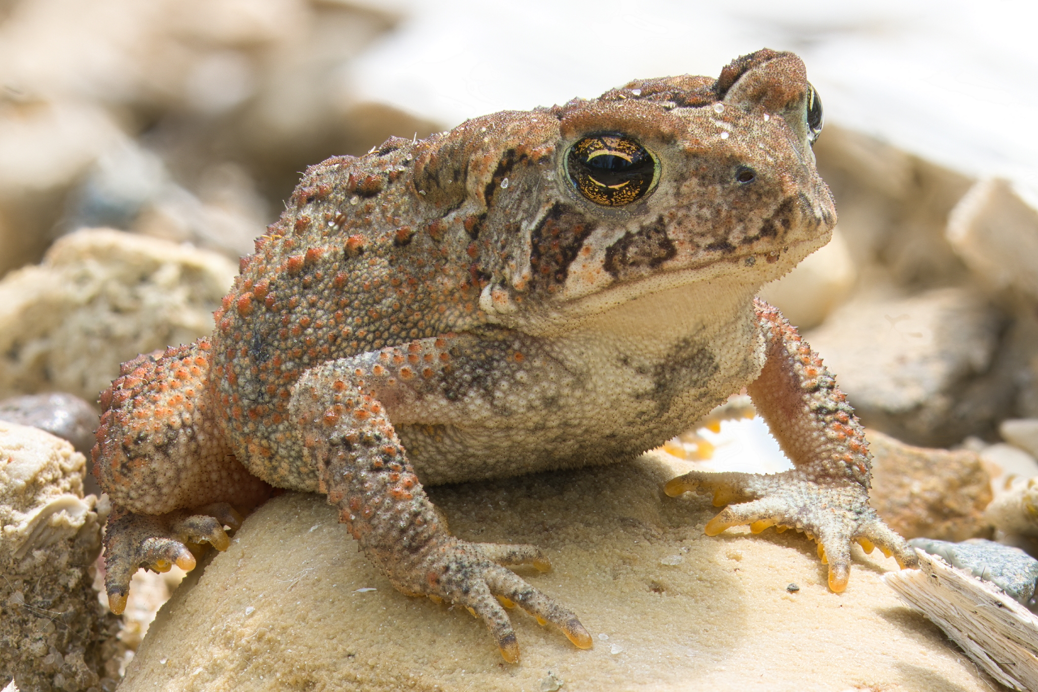 American Toad