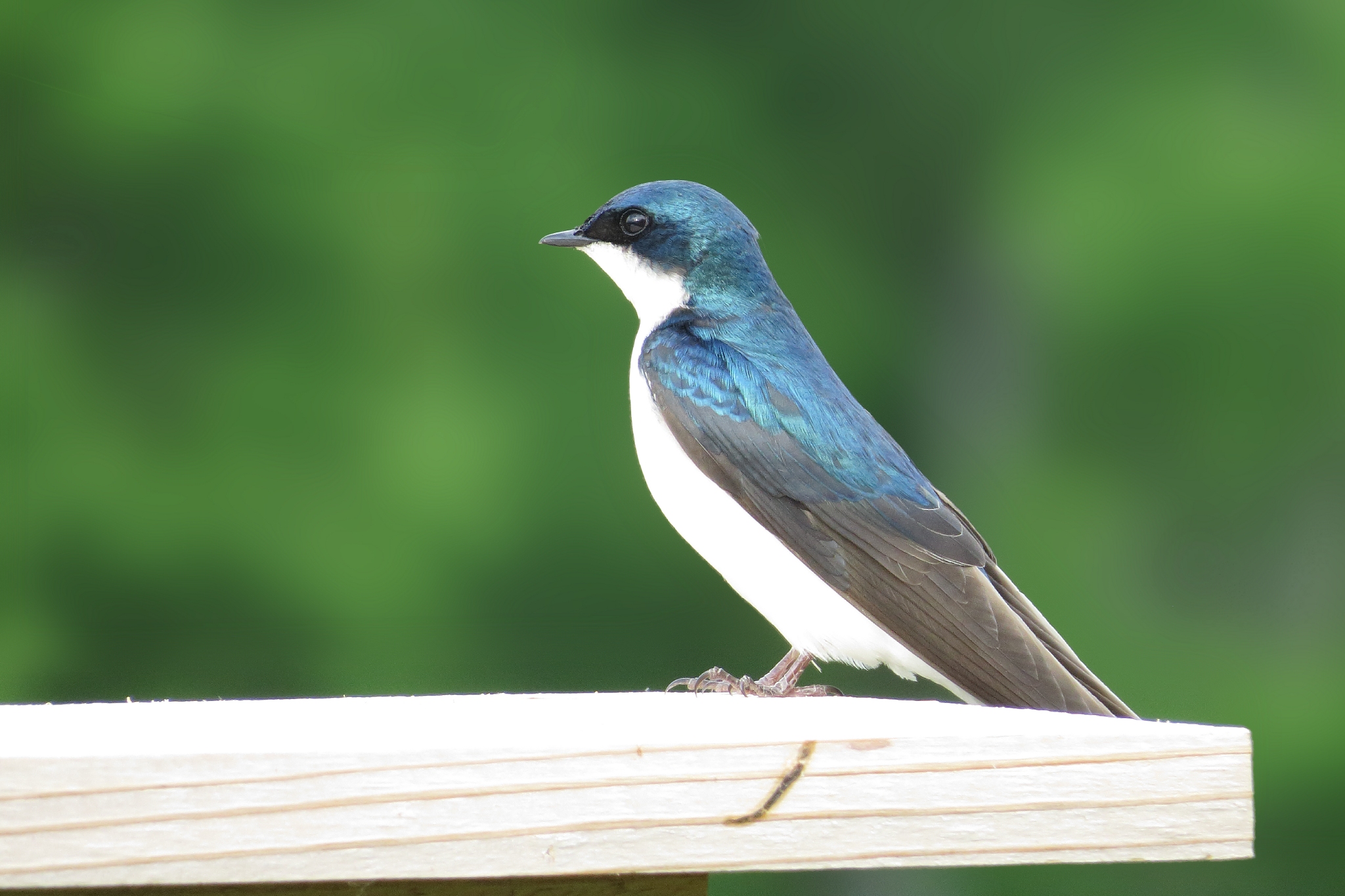 Tree Swallow