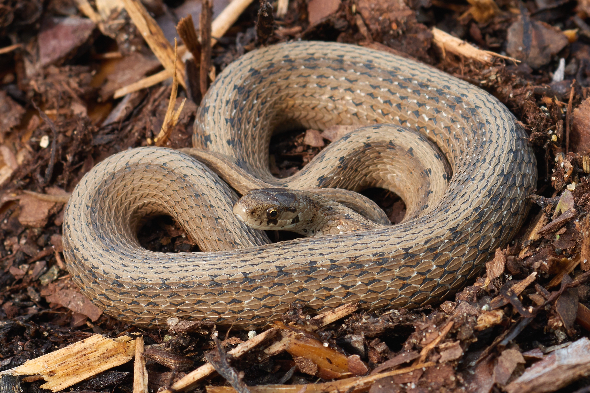 De Kay's brown snake
