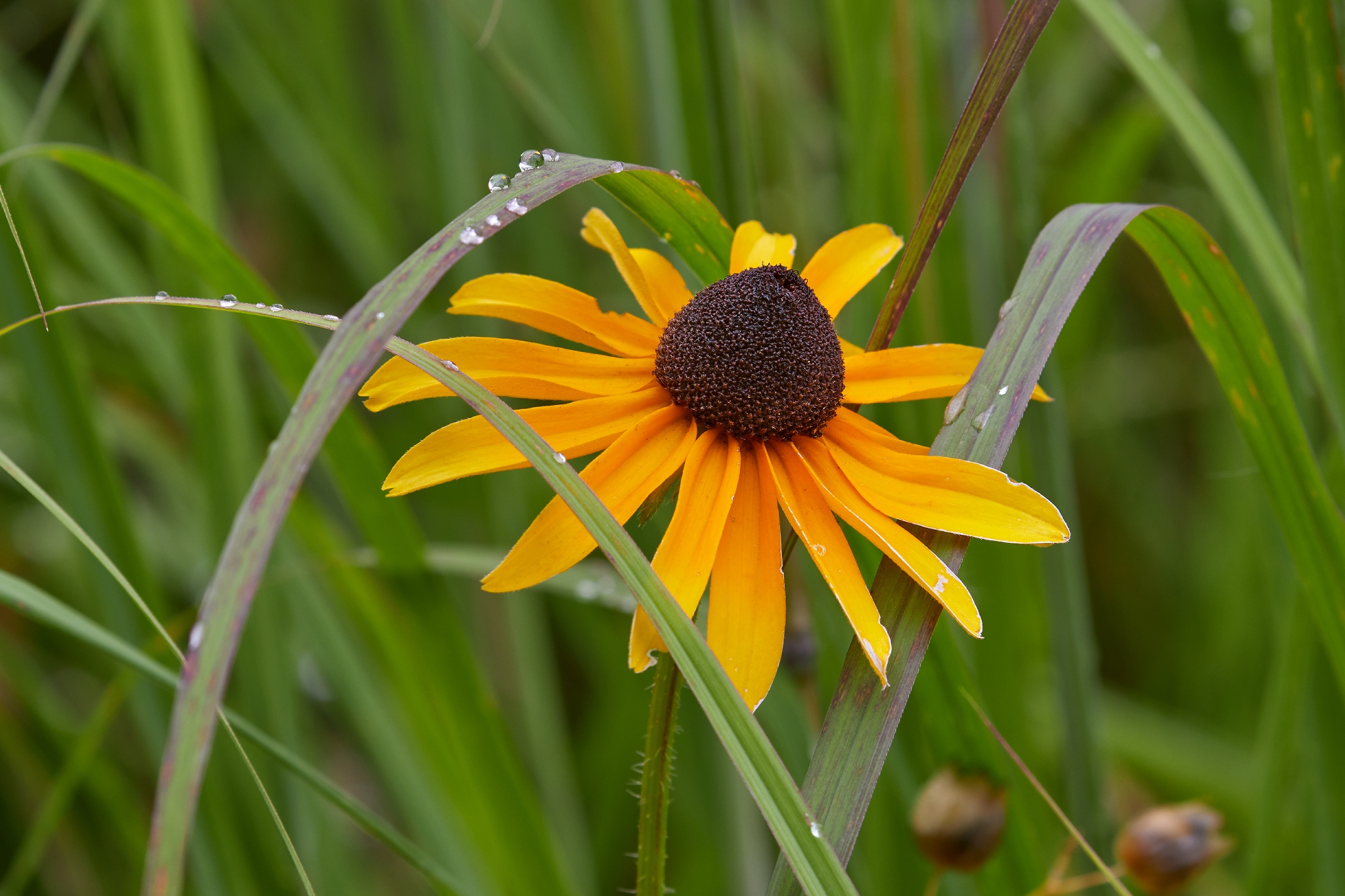 Black-eyed Susan