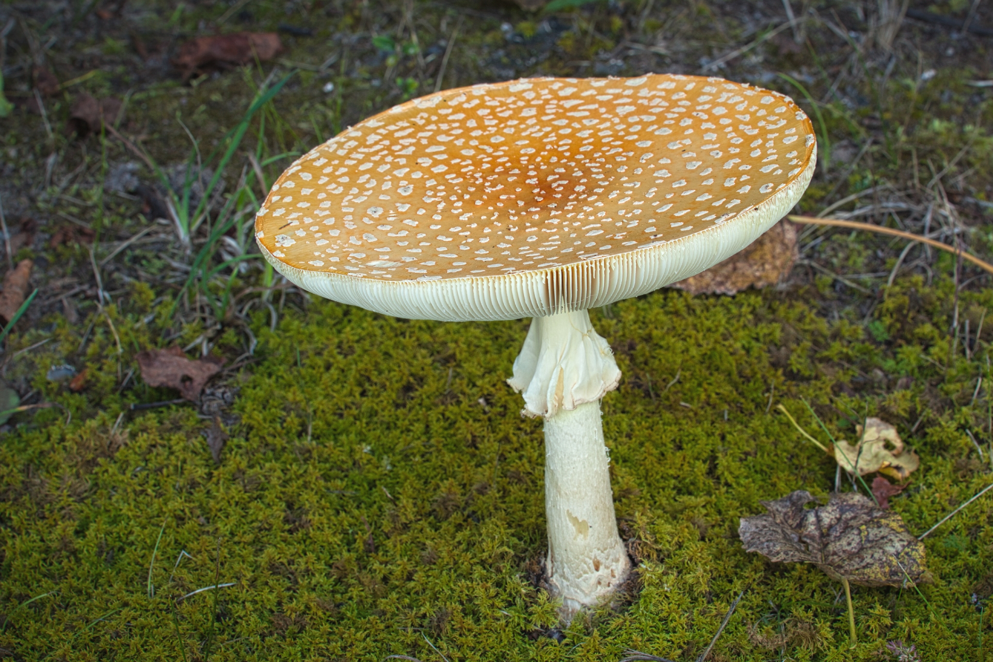 Fly Agaric